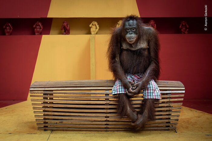 40 Wildlife Photos That Totally Deserve an Oscar (If Photos Had Oscars)