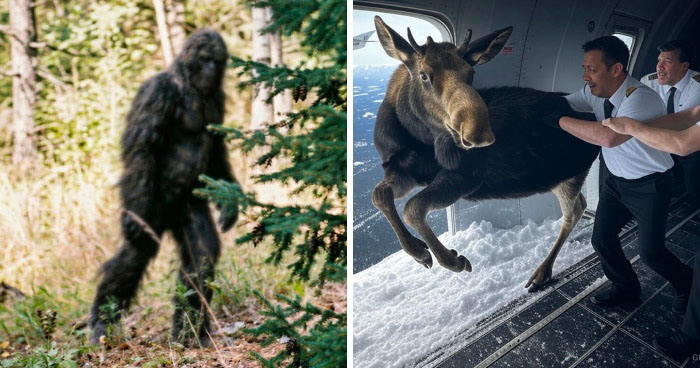 20 Animal Laws That Are Absolutely Bizarre