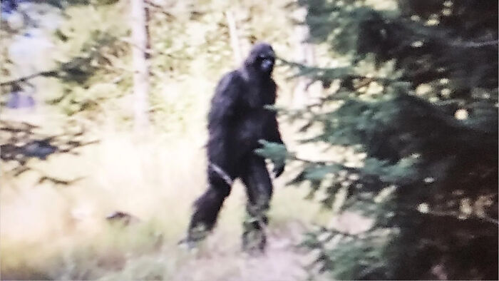 Bigfoot’s Got VIP Status In Washington