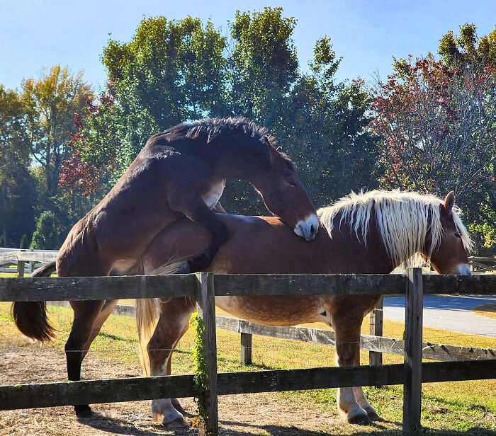 Horses Need Privacy In Ohio