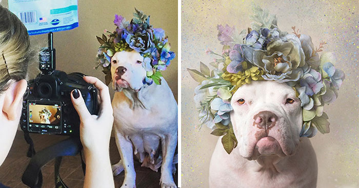Flower Crowns on Pit Bulls? Yep, And It’s Changing Everything!