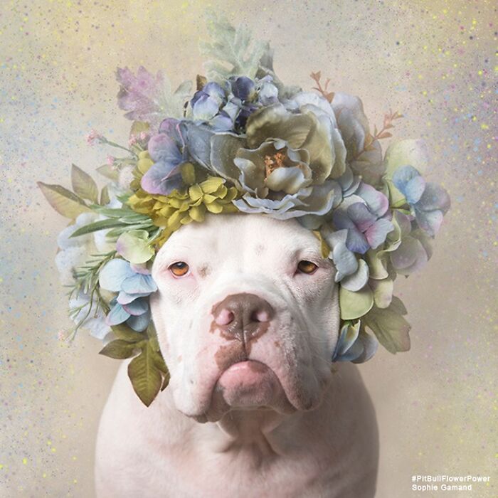 Flower Crowns on Pit Bulls? Yep, And It's Changing Everything!