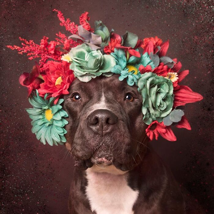 Flower Crowns on Pit Bulls? Yep, And It's Changing Everything!