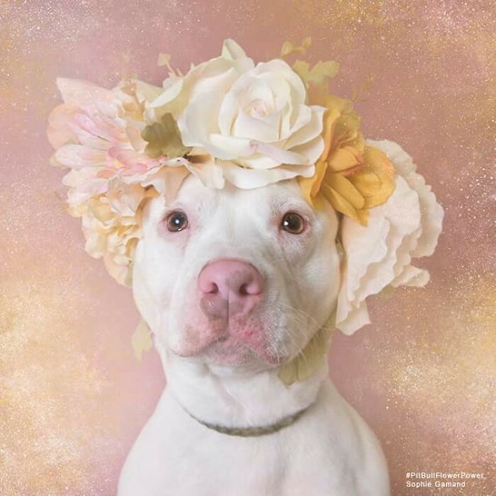 Flower Crowns on Pit Bulls? Yep, And It's Changing Everything!