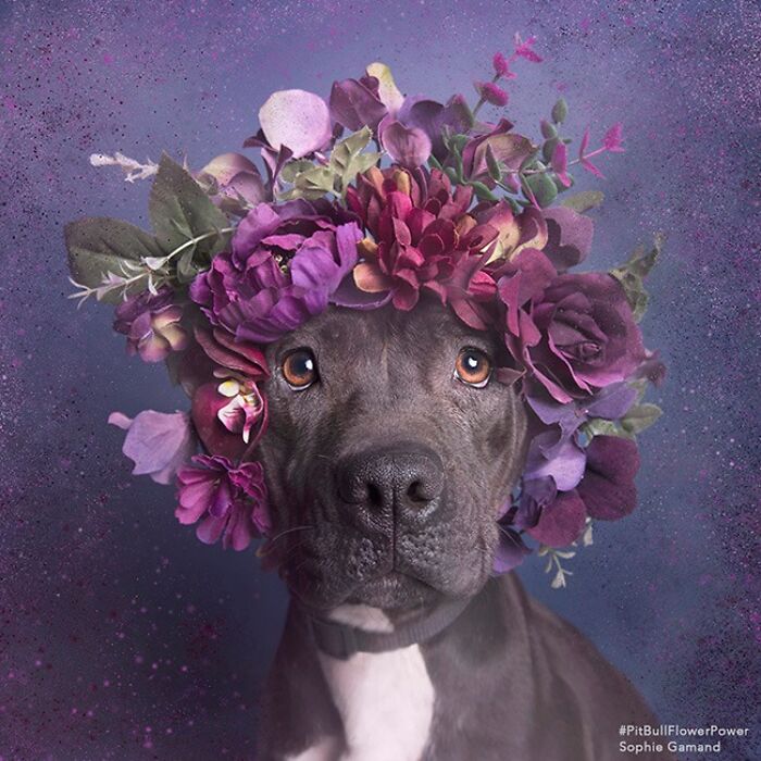 Flower Crowns on Pit Bulls? Yep, And It's Changing Everything!