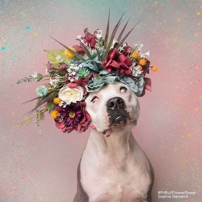 Flower Crowns on Pit Bulls? Yep, And It's Changing Everything!