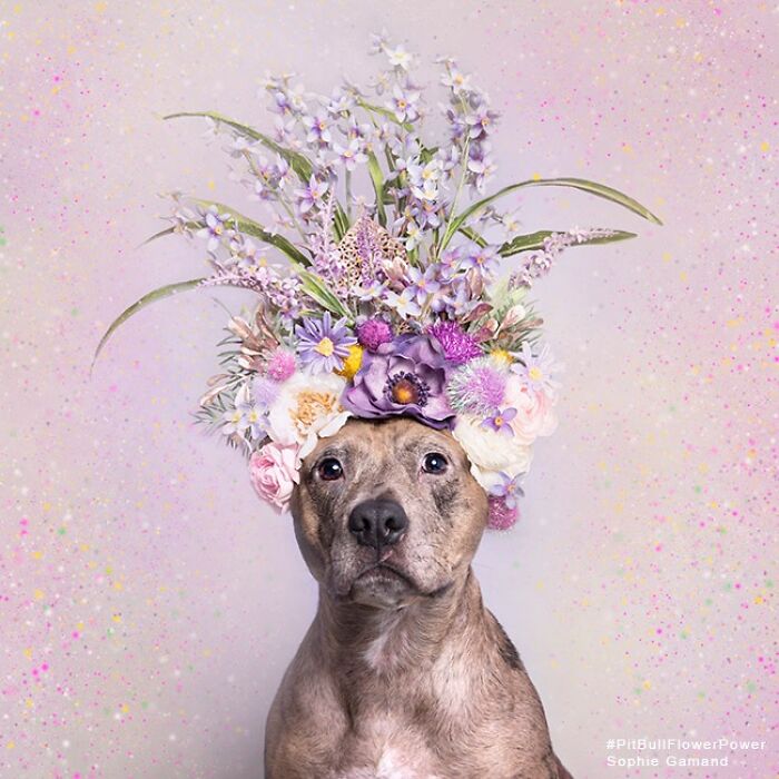 Flower Crowns on Pit Bulls? Yep, And It's Changing Everything!