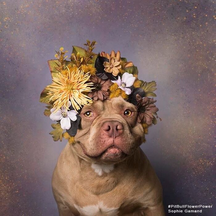 Flower Crowns on Pit Bulls? Yep, And It's Changing Everything!