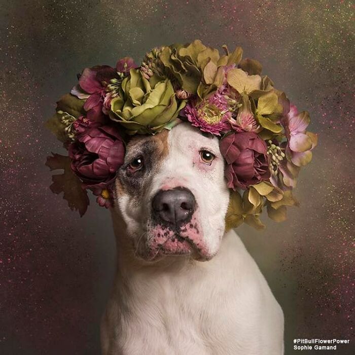 Flower Crowns on Pit Bulls? Yep, And It's Changing Everything!