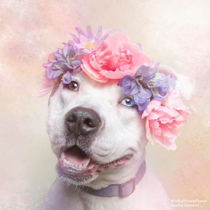 Flower Crowns on Pit Bulls? Yep, And It's Changing Everything!