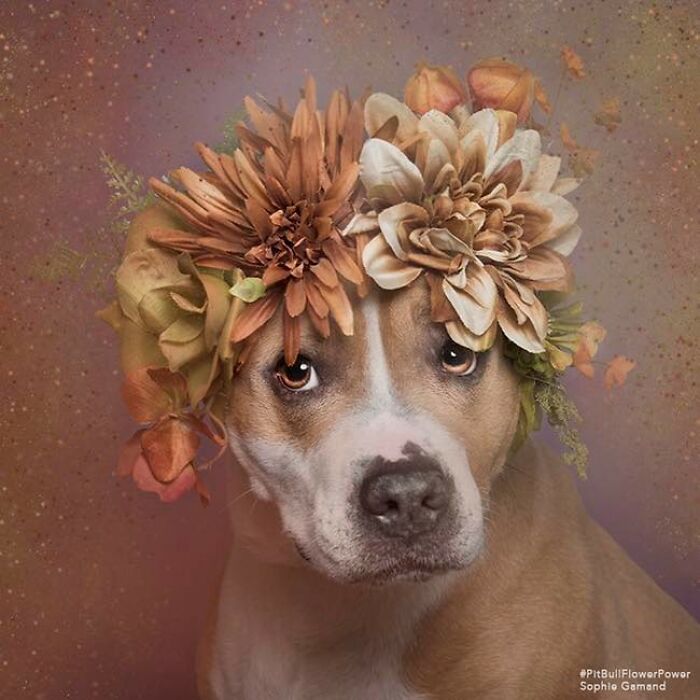 Flower Crowns on Pit Bulls? Yep, And It's Changing Everything!