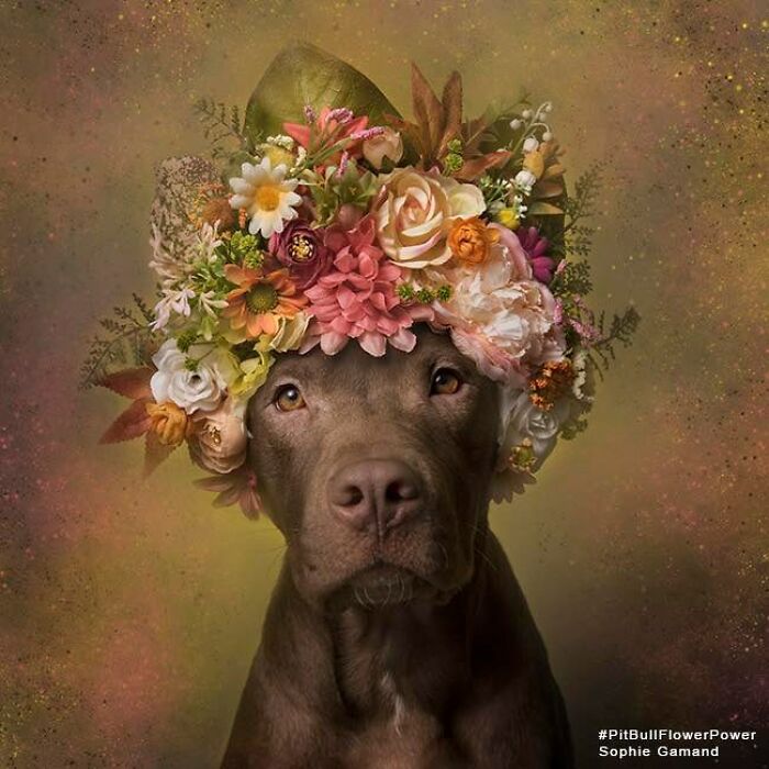 Flower Crowns on Pit Bulls? Yep, And It's Changing Everything!