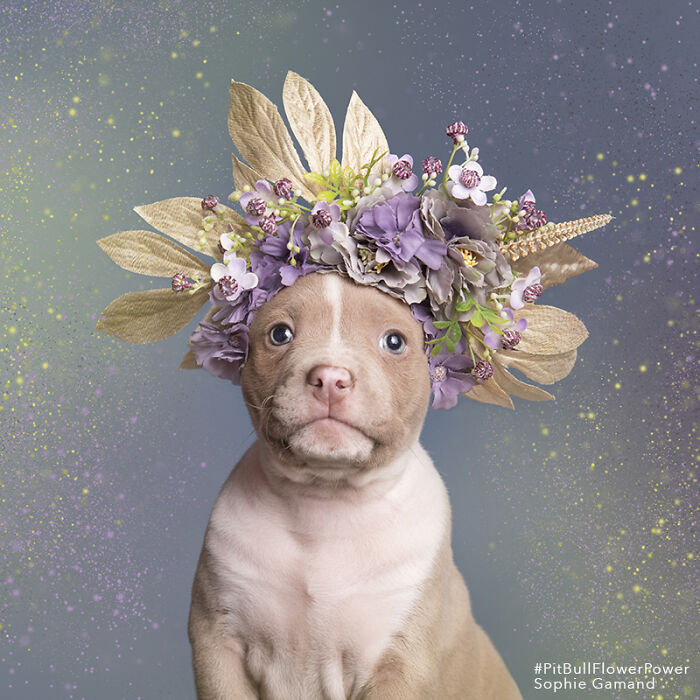 Flower Crowns on Pit Bulls? Yep, And It's Changing Everything!