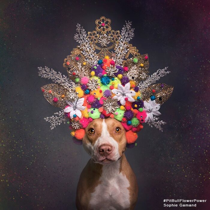 Flower Crowns on Pit Bulls? Yep, And It's Changing Everything!