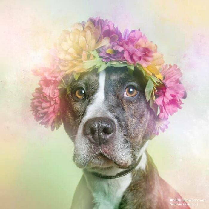 Flower Crowns on Pit Bulls? Yep, And It's Changing Everything!