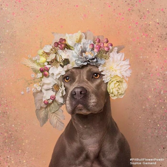 Flower Crowns on Pit Bulls? Yep, And It's Changing Everything!