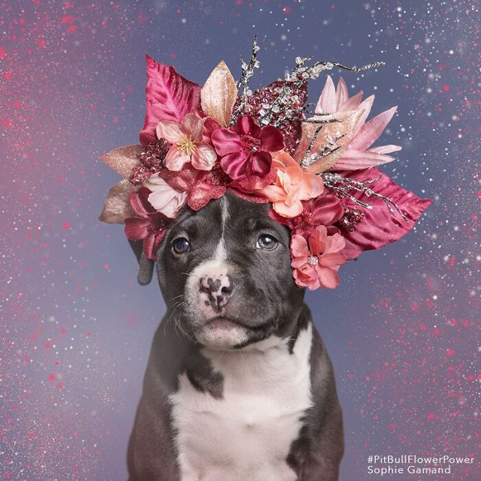 Flower Crowns on Pit Bulls? Yep, And It's Changing Everything!
