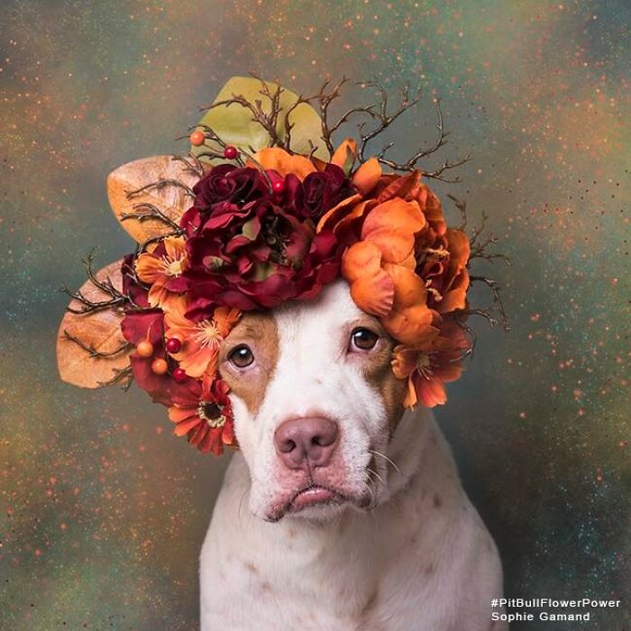 Flower Crowns on Pit Bulls? Yep, And It's Changing Everything!
