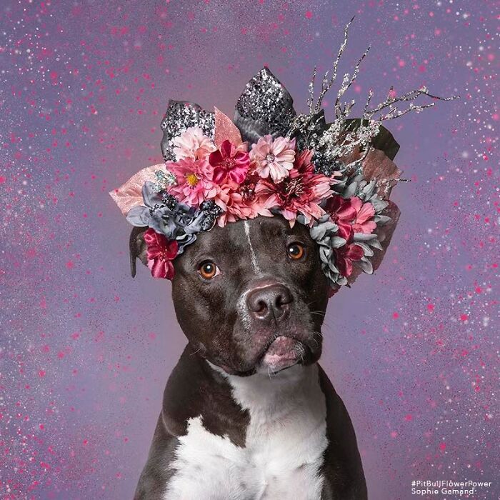 Flower Crowns on Pit Bulls? Yep, And It's Changing Everything!