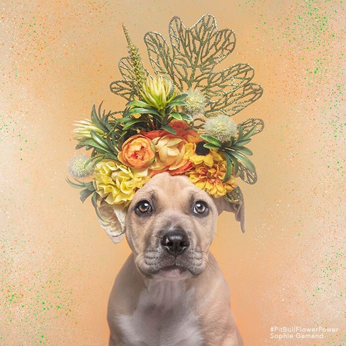 Flower Crowns on Pit Bulls? Yep, And It's Changing Everything!