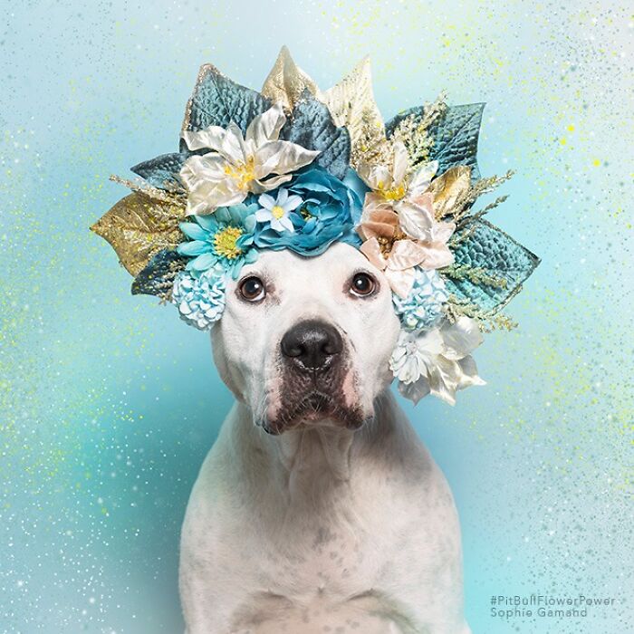 Flower Crowns on Pit Bulls? Yep, And It's Changing Everything!