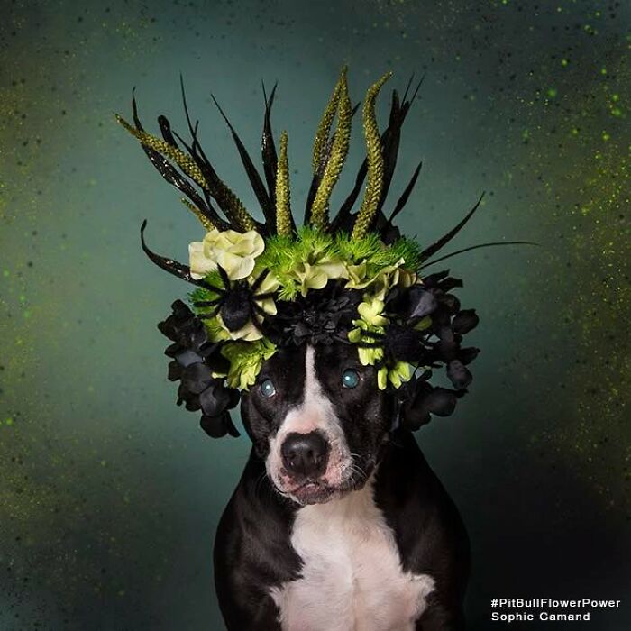 Flower Crowns on Pit Bulls? Yep, And It's Changing Everything!
