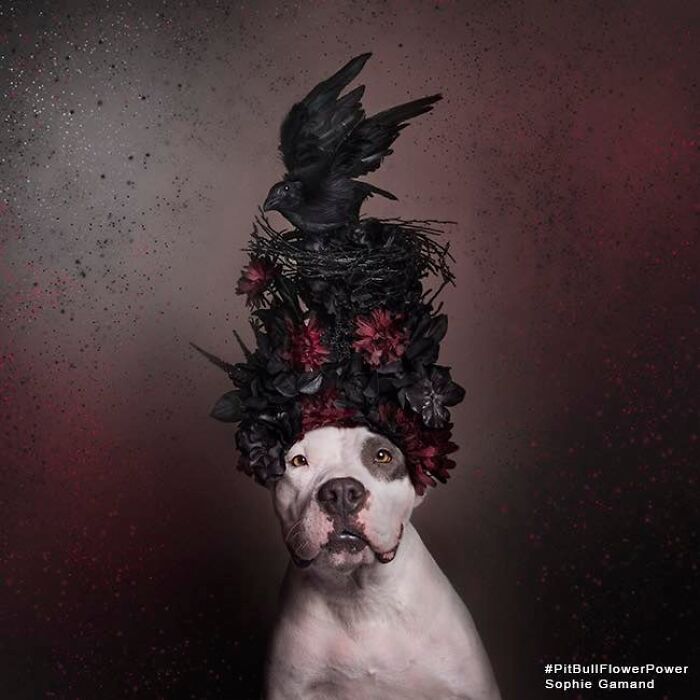 Flower Crowns on Pit Bulls? Yep, And It's Changing Everything!