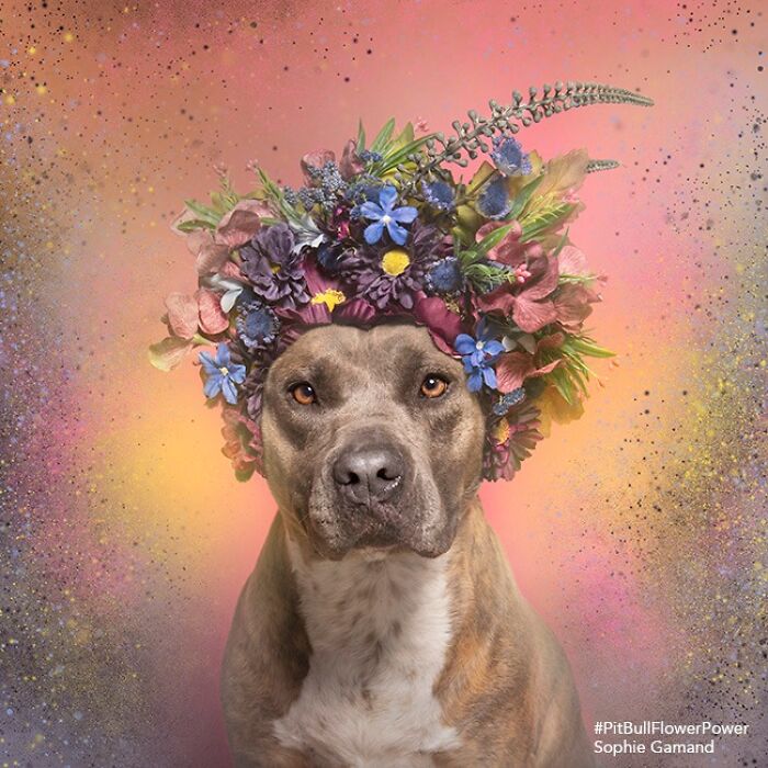 Flower Crowns on Pit Bulls? Yep, And It's Changing Everything!