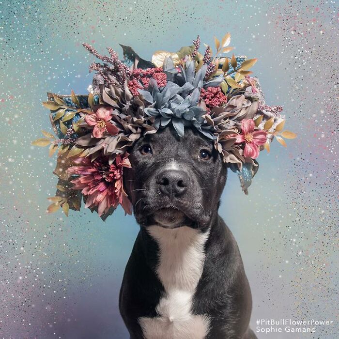 Flower Crowns on Pit Bulls? Yep, And It's Changing Everything!