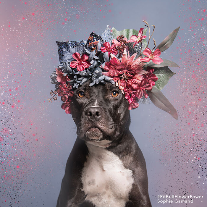 Flower Crowns on Pit Bulls? Yep, And It's Changing Everything!