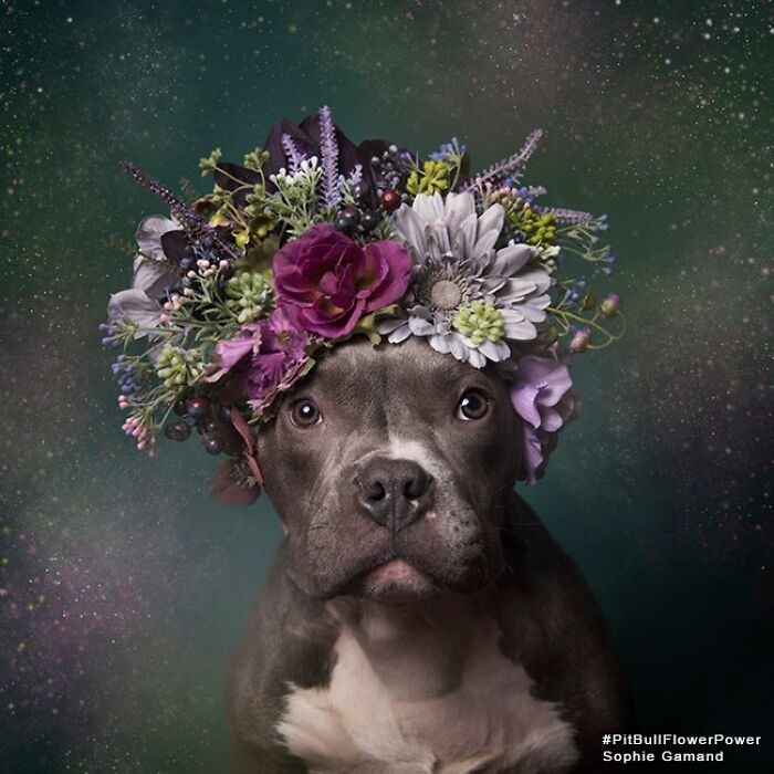 Flower Crowns on Pit Bulls? Yep, And It's Changing Everything!