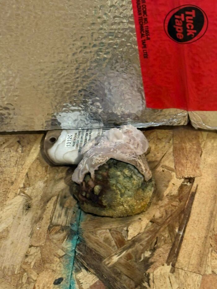 What’s Growing In My Basement?!