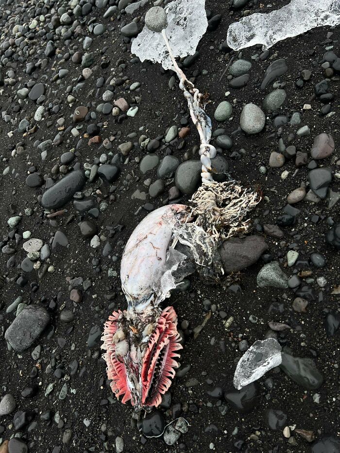 What In The Ocean Is This Weird Thing I Saw In Iceland?