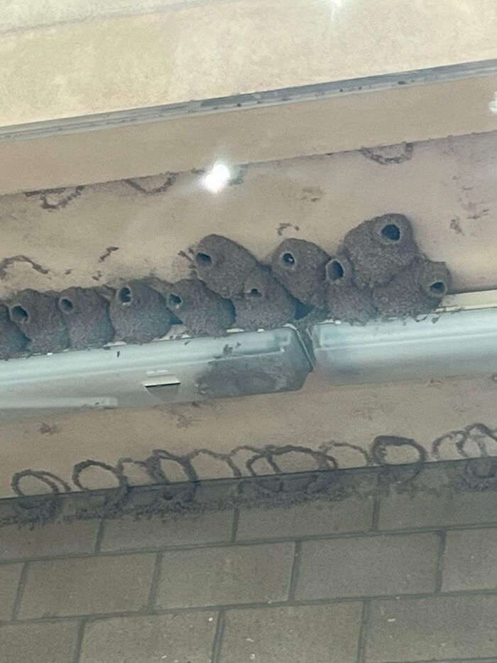 What Is This Weird Nest Stuff?