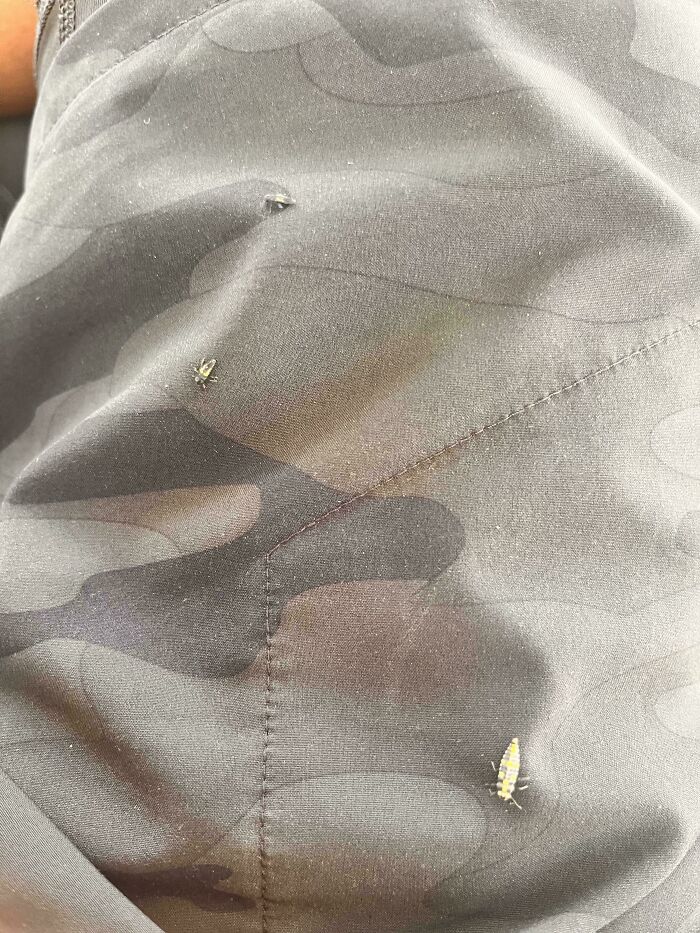What Are These Bugs Crawling All Over Me?