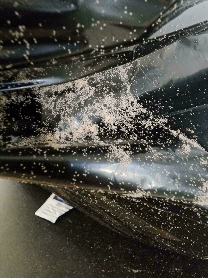 What Are These Tiny Crawling Bugs On My Garbage Bag?