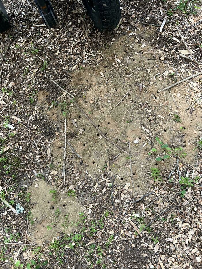 What Are These Random Holes?