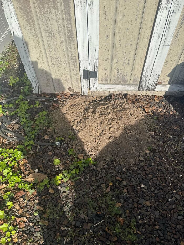 Who Dug Under My Shed?