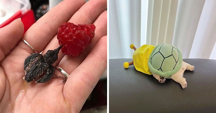 Tiny Animals Doing Their Best to Totally Melt Your Heart