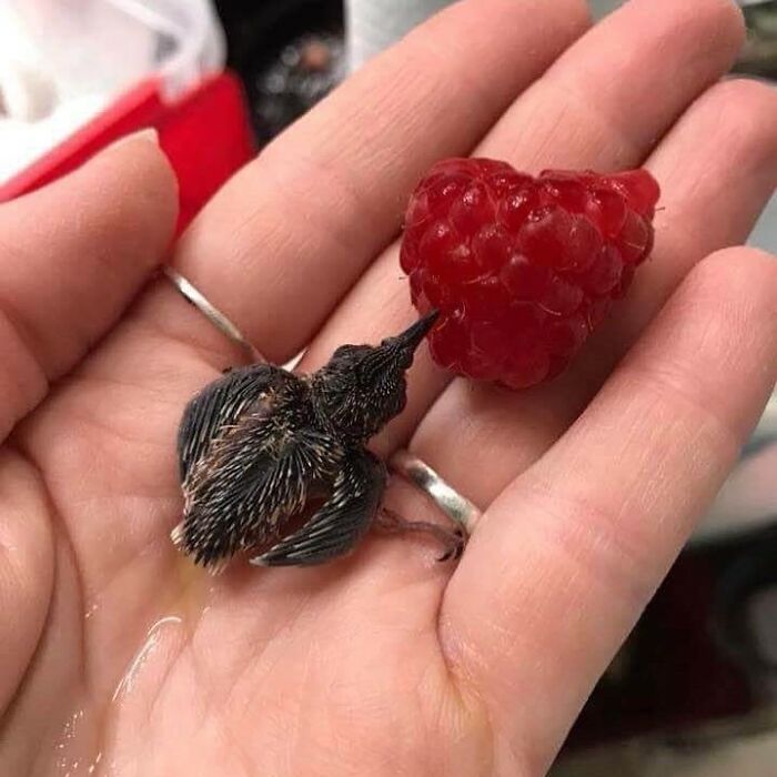 Tiny Animals Doing Their Best to Totally Melt Your Heart