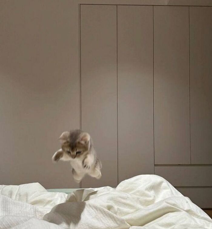 Tiny Animals Doing Their Best to Totally Melt Your Heart