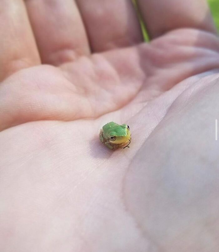 Tiny Animals Doing Their Best to Totally Melt Your Heart