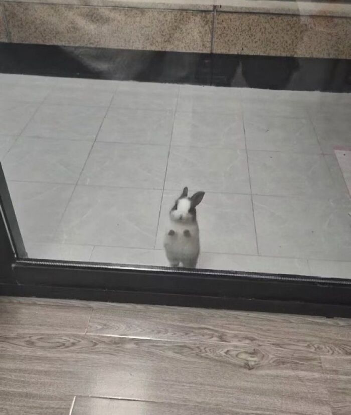 Tiny Animals Doing Their Best to Totally Melt Your Heart