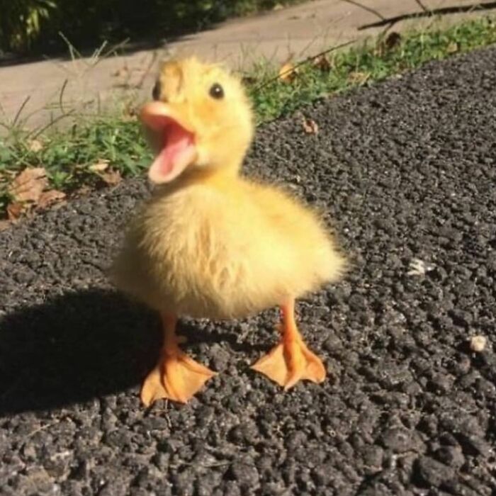 Tiny Animals Doing Their Best to Totally Melt Your Heart