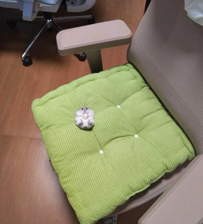 Tiny Animals Doing Their Best to Totally Melt Your Heart