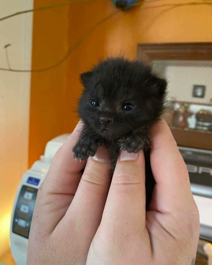 Tiny Animals Doing Their Best to Totally Melt Your Heart