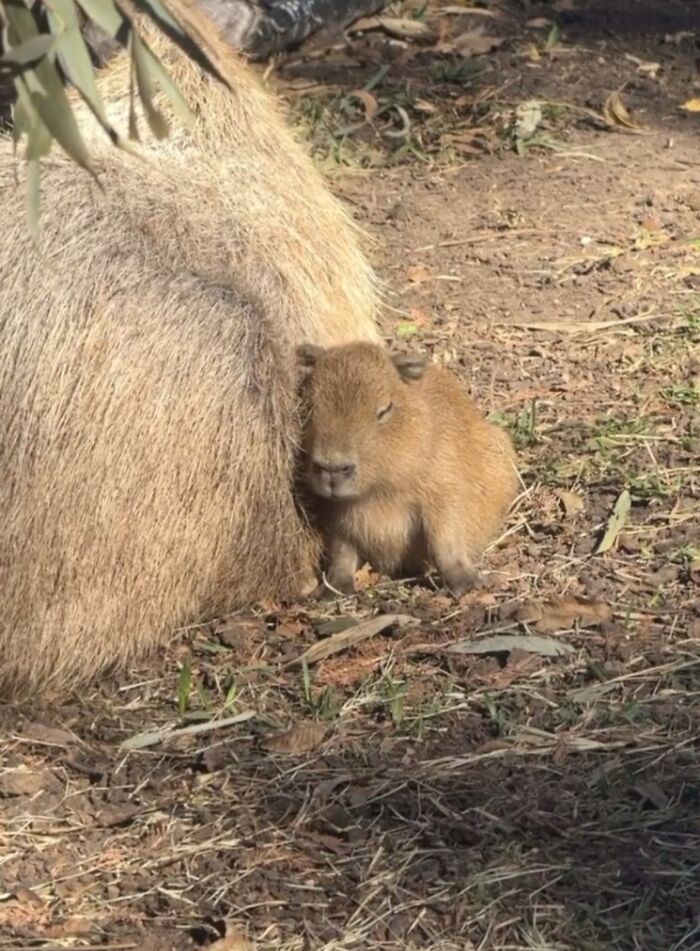Tiny Animals Doing Their Best to Totally Melt Your Heart