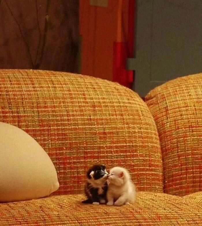 Tiny Animals Doing Their Best to Totally Melt Your Heart