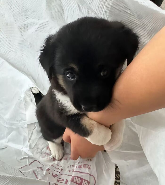 Tiny Animals Doing Their Best to Totally Melt Your Heart