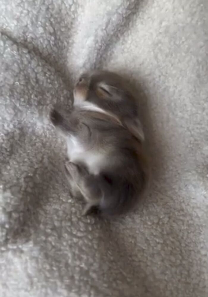 Tiny Animals Doing Their Best to Totally Melt Your Heart